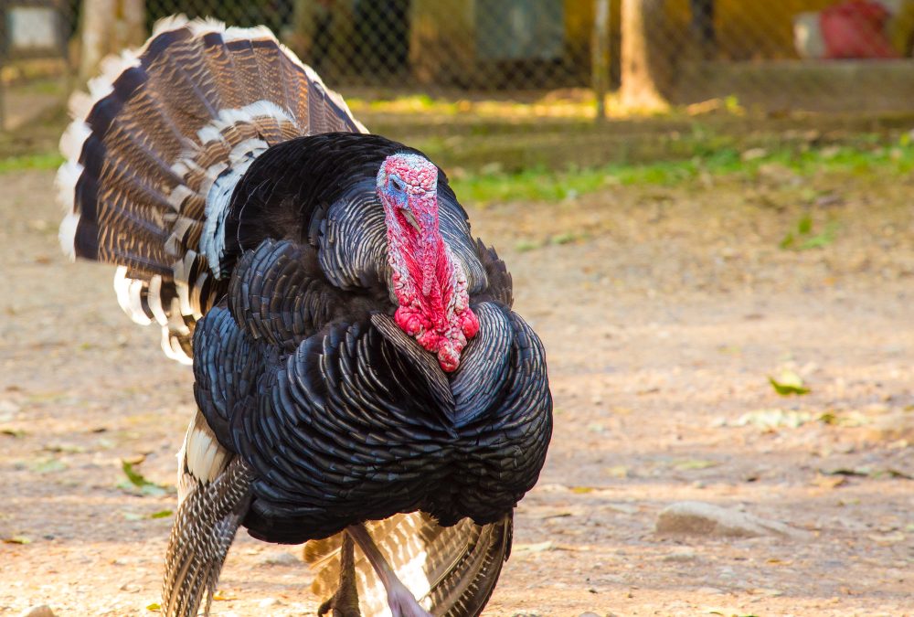 Turkey Time in Downtown Roseville: Get Ready for the 11th Annual Turkey Trot