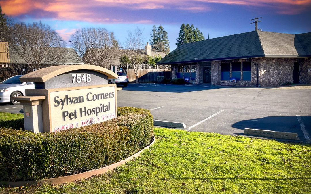 Sylvan Corners Pet Hospital: Dedicated Veterinary Care for Roseville’s Furry Family Members