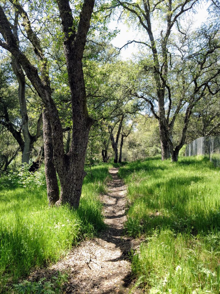 Exploring the scenic beauty on Treelake Trail, a gem in Roseville's hiking collection.