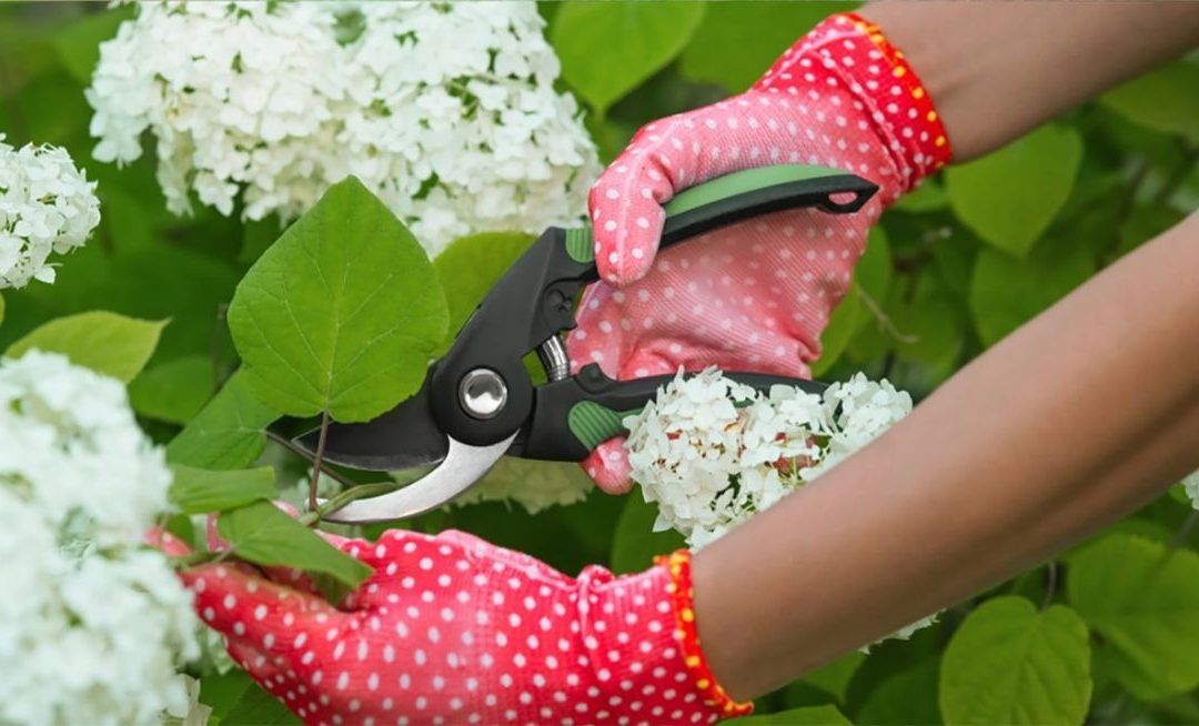 Master Tree Care: Free Pruning Workshop in Roseville This January