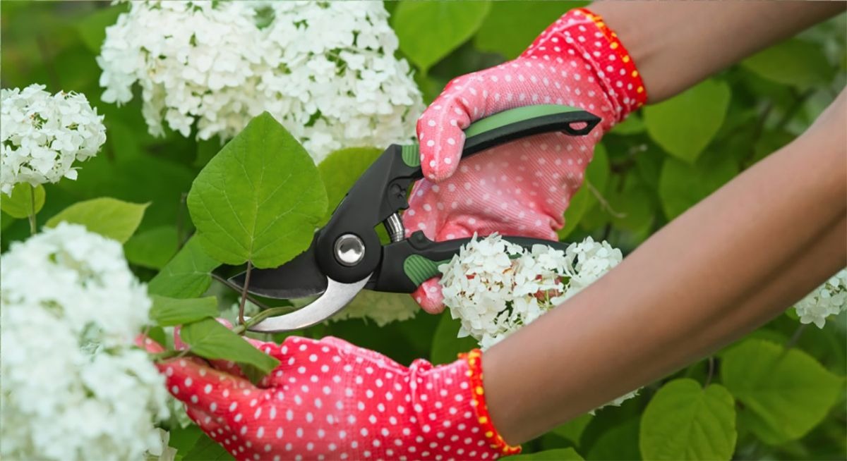 Master Tree Care: Free Pruning Workshop in Roseville This January