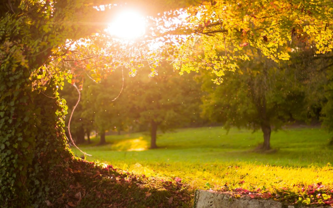 Take a Walk Outdoors Day: Discover Roseville’s Scenic Parks