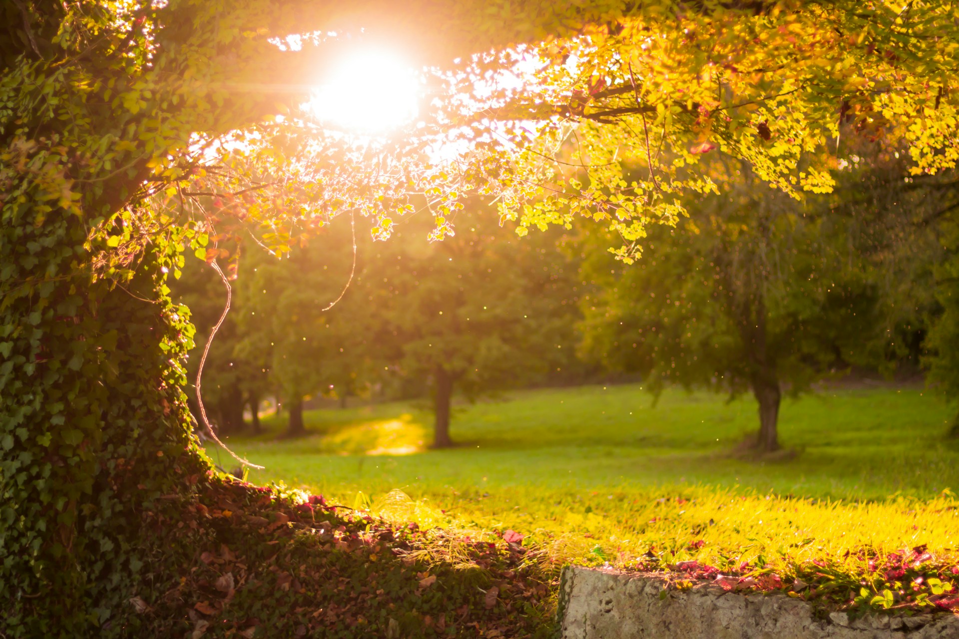 Take a Walk Outdoors Day: Discover Roseville’s Scenic Parks