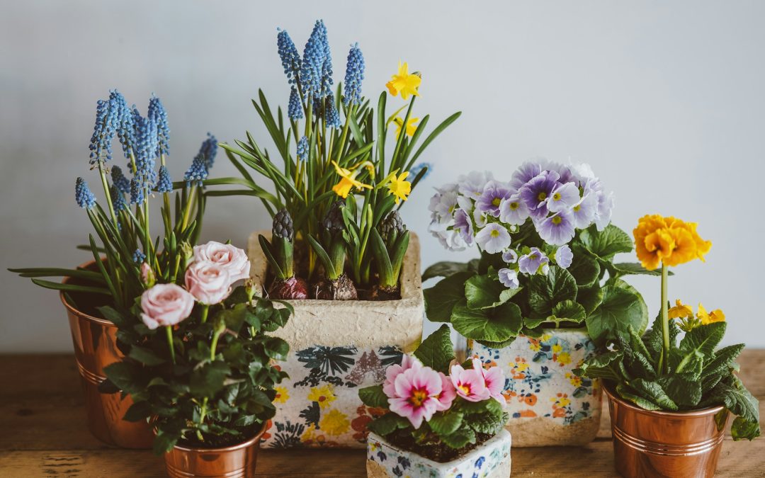 Cocktail Glassware Meets Plants: Valentine’s Crafting Experience